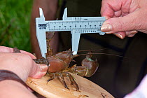 Scientist measuring a crayfish head and thorax of a non-native Signal Crayfish (Pacifastacus leniusculus), River Lugg SSSI, north Herefordshire, England, UK, August.