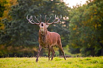 Red Deer (Cervus elaphus) bellowing, Richmond Park, London, UK.