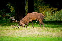 Red Deer (Cervus elaphus) stag, scent marking with urine, Richmond Park, London, UK.
