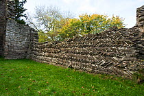 Saxon herringbone pattern stone wall at Old Edvin Loach Church, 11th Century, composed of Old Red Sandstone, Herefordshire, England, UK, October 2017.