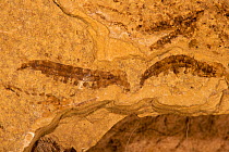 Fossilised Water Snipe Fly larvae (Athericidae) Green River Formation; an Eocene  Lagersttte, circa 50 million years ago, Wyoming, USA.