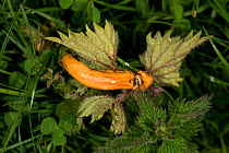 Nettle clustercup rust fungus  (Puccinia urticata) induced gall on Common nettle (Urtica dioica), Westhope Common, Herefordshire, England, UK, May.