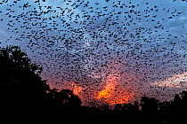 Mexican free-tailed bats (Tadarida brasiliensis) leaving maternity colony at night to feed, Bracken Cave, San Antonio, Texas, USA, June. Bracken Cave is the world's largest bat maternity colony.