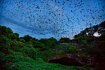 Mexican free-tailed bats (Tadarida brasiliensis) leaving maternity colony at night to feed, Bracken Cave, San Antonio, Texas, USA, June. Bracken Cave is the world's largest bat maternity colony.