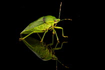 Studio portrait of a Green stink bug (Acrosternum hilare)  pests of nut and fruit trees, cotton, soybean and other crops. Mexican free-tailed bats feed on a few species of stink bugs.Texas, USA, June.