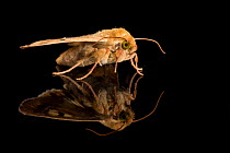 Studio portrait of a Corn Earworm moth (Helicoverpa zea) on a black background. This moth's larva can destroy many crops, including corn, cotton and vegetables.  Corn Earworm is a key food for Mexican...