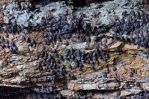 Mexican free-tailed bat (Tadarida brasiliensis) babies hanging on the wall at the entrance to Bracken Cave.  Babies are born in early summer, and the mothers consume one-half to three-fourths their bo...