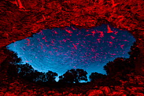 Mexican free-tailed bats (Tadarida brasiliensis) leaving maternity colony at night to feed, with red lighting at entrance to cave. Bracken Cave, San Antonio, Texas, USA, July. Bracken Cave is the worl...