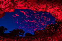 Mexican free-tailed bats (Tadarida brasiliensis) leaving maternity colony at night to feed, with red lighting at entrance to cave. Bracken Cave, San Antonio, Texas, USA, July. Bracken Cave is the worl...