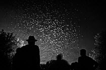 Black and white image of tourists viewing Mexican free-tailed bats (Tadarida brasiliensis) leaving maternity colony at night to feed. This viewing is organized by Bat Conservation International. Brack...