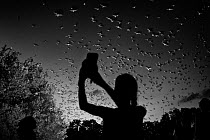 Black and white image of tourist viewing Mexican free-tailed bats (Tadarida brasiliensis) leaving maternity colony at night to feed. This viewing is organized by Bat Conservation International. Bracke...