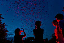 Tourists viewing Mexican free-tailed bats (Tadarida brasiliensis) leaving maternity colony at night to feed. This viewing is organized by Bat Conservation International. Bracken Cave, San Antonio, Tex...