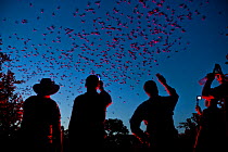 Tourists viewing Mexican free-tailed bats (Tadarida brasiliensis) leaving maternity colony at night to feed. This viewing is organized by Bat Conservation International. Bracken Cave, San Antonio, Tex...