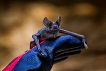 Mexican free-tailed bat (Tadarida brasiliensis) on a glove.  Bracken Cave Preserve, San Antonio, Texas, USA, July.