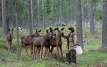 Woman petting Moose (Alces alces) on farm, Pechora-Ilichsky Nature Reserve, Virgin Forests of Komi UNESCO World Heritage Site, Russia's Ural Mountains. August 2016.