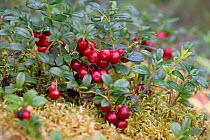 Cowberries / Lingonberry (Vaccinium vitis-idaea) Pechora-Ilichsky Nature Reserve, Virgin Forests of Komi UNESCO World Heritage Site, Russia's Ural Mountains. August 2016.