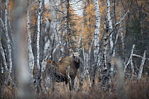 Young moose (Alces alces) Baikal-Lena Nature Reserve, Lake Baikal UNESCO World Heritage Site, March 2012.