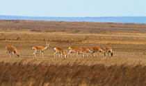 Mongolian gazelle (Procapra gutturosa) herd grazing, Daurian Nature Reserve. Daurian Steppes UNESCO World Heritage Site, Zabaykalsky Krai, Siberia, Russia, June 2016.