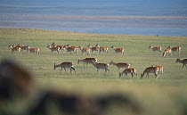 Mongolian gazelle (Procapra gutturosa) herd grazing, Lake Zun-Torey, Daurian Nature Reserve. Daurian Steppes UNESCO World Heritage Site, Zabaykalsky Krai, Siberia, Russia, June 2016.
