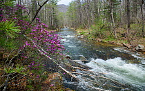 Taiga river with rhododendron, Sikhote-Alin Mountain Range, Sikhote-Alin Nature Reserve, Primorye Krai, Russian Far East. May.