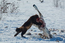 Wolverine (Gulo gulo)  scavenging Siberian tundra reindeer (Rangifer tarundus sibericus) carcass,  Putoransky State Nature Reserve, Putorana Plateau, Siberia, Russia