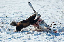Wolverine (Gulo gulo)  scavenging Siberian tundra reindeer (Rangifer tarundus sibericus) carcass, Putoransky State Nature Reserve, Putorana Plateau, Siberia, Russia