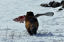 Wolverine (Gulo gulo) scavenging Siberian tundra reindeer (Rangifer tarundus sibericus) carcass, Putoransky State Nature Reserve, Putorana Plateau, Siberia, Russia
