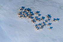 Aerial view of Siberian tundra reindeer (Rangifer tarandus sibiricus) Putoransky State Nature Reserve, Putorana Plateau, Siberia, Russia
