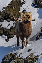 Putorana Snow Sheep (Ovis nivicola borealis) male, Putoransky State Nature Reserve, Putorana Plateau, Siberia, Russia