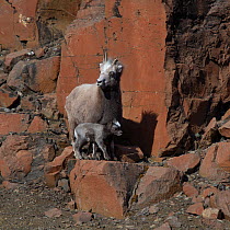 Putorana snow sheep (Ovis nivicola borealis) with lamb, Putoransky State Nature Reserve, Putorana Plateau, Siberia, Russia