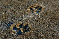 Wolf (Canis lupus) paw print, Putoransky State Nature Reserve, Putorana Plateau, Siberia, Russia