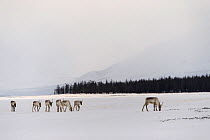 Siberian tundra reindeer (Rangifer tarandus sibiricus) Putoransky State Nature Reserve, Putorana Plateau, Siberia, Russia
