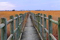 Walkway over reedbeds, Camargue, France. February