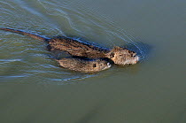 Coypu / Nutria (Myocastor coypus) swimming with young, Camargue, France. February. Introduced species.