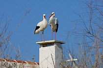 White stork (Ciconia ciconia) pair nesting on chimney, Camargue, France, February.
