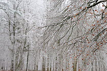Frost in forest, Retz Forest, Aisne, Picardy, France, December 2016