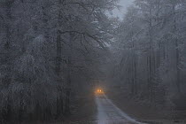 Car headlights on forest road in winter, Retz Forest, Aisne, Picardy, France, December 2016