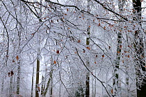 European beech trees (Fagus sylvatica) covered with frost, Retz Forest, Aisne, Picardy, France, December 2016