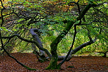 Twisted beech trees (Fagus sylvatica var. tortuosa) in autumn, Montagne de Reims Natural Park, Champagne, France, October 2017