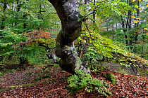 Twisted beech tree (Fagus sylvatica var. tortuosa)  in autumn, Parc naturel de la Montagne de Reims, Champagne, France, October 2017