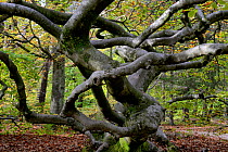 Twisted beech tree (Fagus sylvatica var. tortuosa) in autumn, Montagne de Reims Natural Park, Champagne, France, October 2017