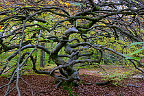 Twisted beech tree (Fagus sylvatica var. tortuosa) in autumn, Montagne de Reims Natural Park, Champagne, France, October 2017