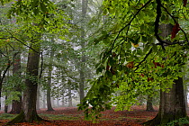 European beech trees (Fagus sylvatica) in autumn mist, Retz Forest, Aisne, Picardy, France, october 2017