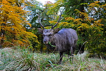 Sika deer (Cervus nippon) buck, Klampenborg Dyrehaven, Denmark. October