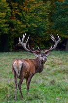 Red deer (Cervus elaphus) buck, Klampenborg Dyrehaven, Denmark. October