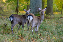 Sika deers (Cervus nippon) females, Klampenborg Dyrehaven, Denmark. October