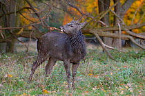 Sika deer (Cervus nippon) buck, Klampenborg Dyrehaven, Denmark. October