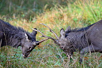 Sika deers (Cervus nippon) stags fighting during rut, Klampenborg Dyrehaven, Denmark. October