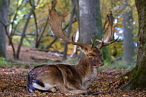 Fallow deer (Dama dama) buck lying down, Klampenborg Dyrehaven, Denmark. October