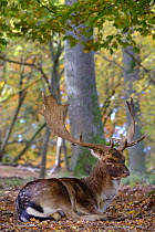 Fallow deer (Dama dama) buck lying down, Klampenborg Dyrehaven, Denmark. October